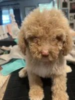 Chad, a female Miniature Goldendoodle for sale in Greenbrier, AR – 1 of 4