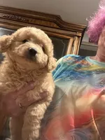 Belle, a female Miniature Goldendoodle for sale in Greenbrier, AR – 3 of 3