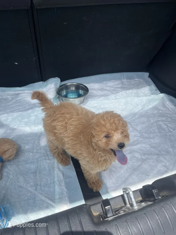 Jada – Miniature Goldendoodle puppy for sale in Greenbrier, AR