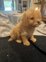 Tommy, a male Miniature Goldendoodle for sale in Greenbrier, AR – 4 of 4