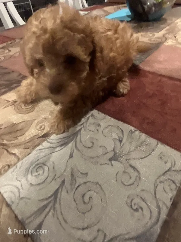 Jada – Miniature Goldendoodle puppy for sale in Greenbrier, AR