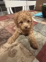 Callie, a female Miniature Goldendoodle for sale in Greenbrier, AR – 3 of 3