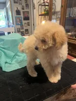 Julie, a female Miniature Goldendoodle for sale in Greenbrier, AR – 2 of 4
