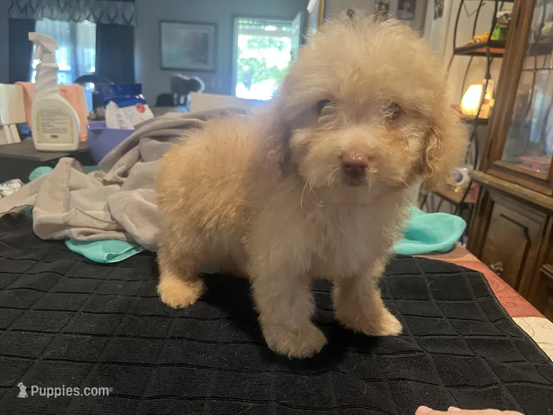 Beau – Miniature Goldendoodle puppy for sale in Greenbrier, AR