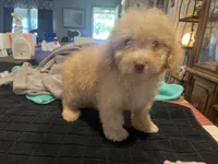 Beau, a female Miniature Goldendoodle for sale in Greenbrier, AR – 1 of 4