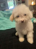Alice, a female Miniature Goldendoodle for sale in Greenbrier, AR – 2 of 3