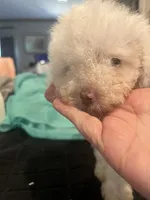 Hope, a female Miniature Goldendoodle for sale in Greenbrier, AR – 3 of 4
