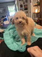 Belle, a female Miniature Goldendoodle for sale in Greenbrier, AR – 2 of 4