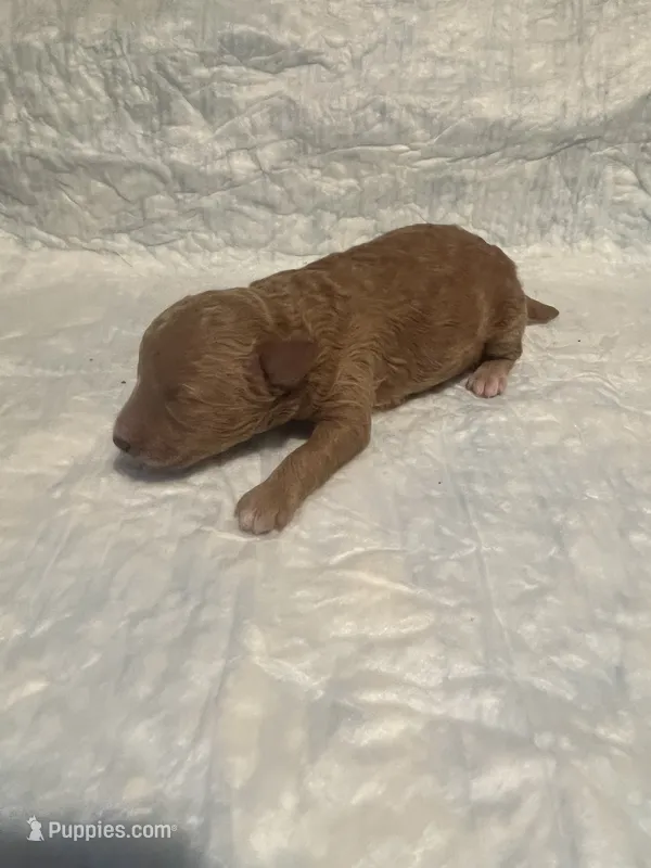 Mini Charlie – Goldendoodle puppy for sale in Greenbrier, AR