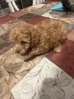 Callie, a female Miniature Goldendoodle for sale in Greenbrier, AR – 2 of 3