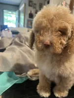 Chad, a female Miniature Goldendoodle for sale in Greenbrier, AR – 3 of 4