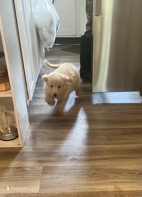 Jada – Miniature Goldendoodle puppy for sale in Greenbrier, AR