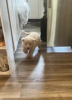 Jada, a female Miniature Goldendoodle for sale in Greenbrier, AR – 1 of 6