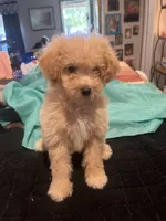 Julie, a female Miniature Goldendoodle for sale in Greenbrier, AR – 3 of 4