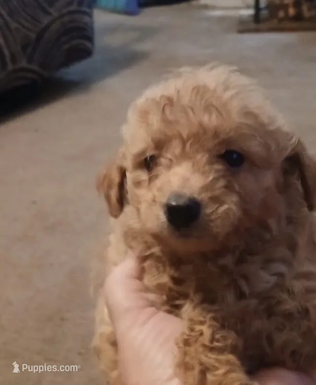 Belle – Miniature Goldendoodle puppy for sale in Greenbrier, AR