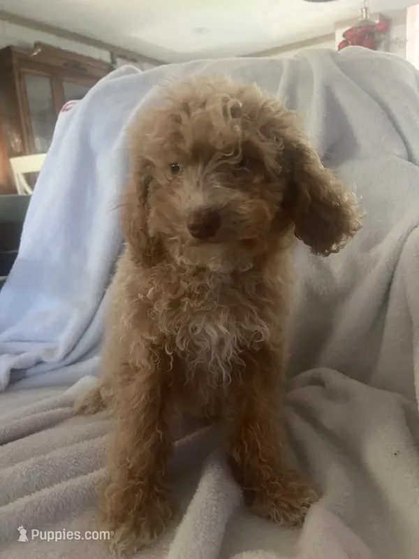 Chad – Miniature Goldendoodle puppy for sale in Greenbrier, AR