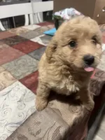 Beau, a male Miniature Goldendoodle for sale in Greenbrier, AR – 3 of 3