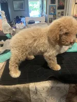 Chad, a male Miniature Goldendoodle for sale in Greenbrier, AR – 4 of 4