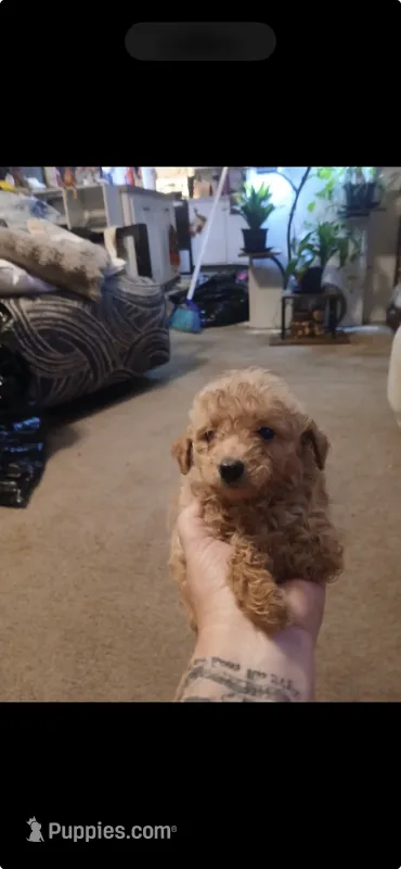 Anna – Miniature Goldendoodle puppy for sale in Greenbrier, AR