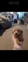 Anna, a female Miniature Goldendoodle for sale in Greenbrier, AR – 1 of 1