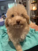 Belle, a female Miniature Goldendoodle for sale in Greenbrier, AR – 3 of 4