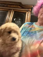 Belle, a female Miniature Goldendoodle for sale in Greenbrier, AR – 2 of 3