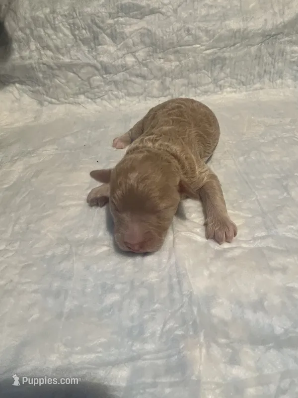 Mini Sammy – Goldendoodle puppy for sale in Greenbrier, AR
