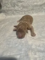 Mini Sammy, a female Goldendoodle for sale in Greenbrier, AR – 1 of 3