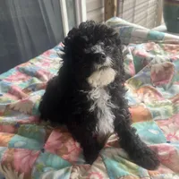 Andy, a male Miniature Goldendoodle for sale in Greenbrier, AR – Photo 2 of 6