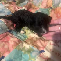 Andy, a male Miniature Goldendoodle for sale in Greenbrier, AR – Photo 6 of 6