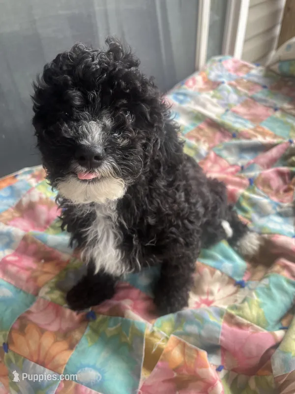 Andy – Miniature Goldendoodle puppy for sale in Greenbrier, AR