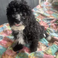 Andy, a male Miniature Goldendoodle for sale in Greenbrier, AR – Photo 1 of 6