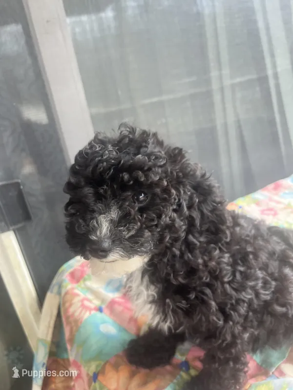 Andy. Reduced – Miniature Goldendoodle puppy for sale in Greenbrier, AR