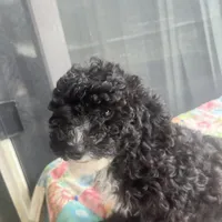 Andy, a male Miniature Goldendoodle for sale in Greenbrier, AR – Photo 3 of 6