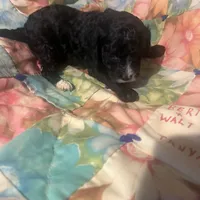 Andy, a male Miniature Goldendoodle for sale in Greenbrier, AR – Photo 4 of 6