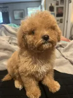 Tommy, a male Miniature Goldendoodle for sale in Greenbrier, AR – 2 of 4