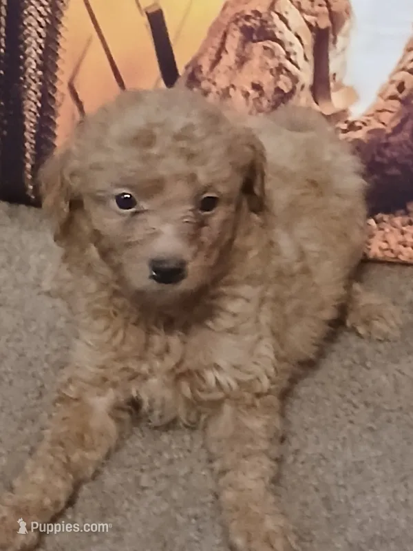 Beau – Miniature Goldendoodle puppy for sale in Greenbrier, AR