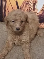 Beau, a male Miniature Goldendoodle for sale in Greenbrier, AR – 1 of 3