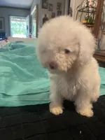 Hope, a female Miniature Goldendoodle for sale in Greenbrier, AR – 2 of 4