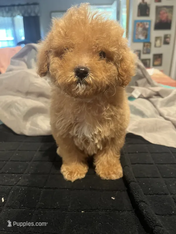 Tommy – Miniature Goldendoodle puppy for sale in Greenbrier, AR