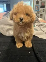 Tommy, a male Miniature Goldendoodle for sale in Greenbrier, AR – 1 of 4