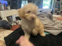 Beau, a female Miniature Goldendoodle for sale in Greenbrier, AR – 2 of 4