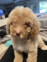 Chad, a female Miniature Goldendoodle for sale in Greenbrier, AR – 2 of 4