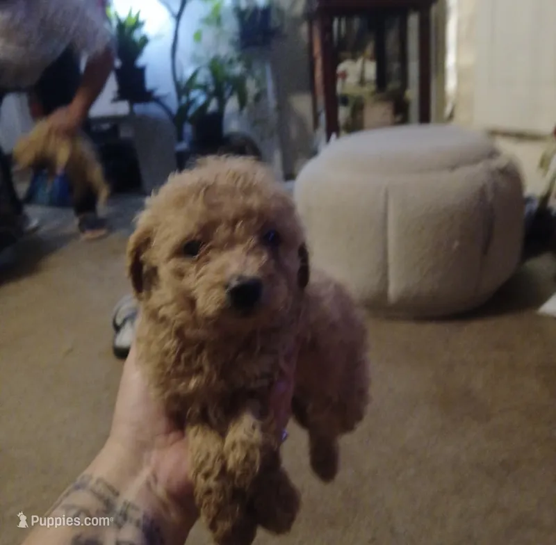 Callie – Miniature Goldendoodle puppy for sale in Greenbrier, AR