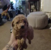 Callie, a female Miniature Goldendoodle for sale in Greenbrier, AR – 1 of 3