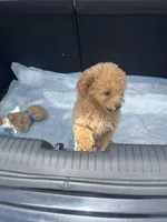 Jada, a female Miniature Goldendoodle for sale in Greenbrier, AR – 4 of 6