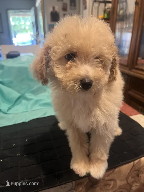 Julie – Miniature Goldendoodle puppy for sale in Greenbrier, AR