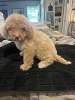 Chad, a male Miniature Goldendoodle for sale in Greenbrier, AR – 3 of 4