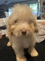 Beau, a female Miniature Goldendoodle for sale in Greenbrier, AR – 3 of 4