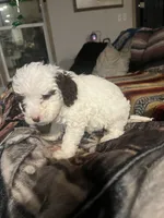 Adam, a male Miniature Goldendoodle for sale in Greenbrier, AR – Photo 3 of 5